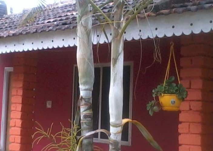 Shri Umamaheshwar Cottage, Gokarna 5